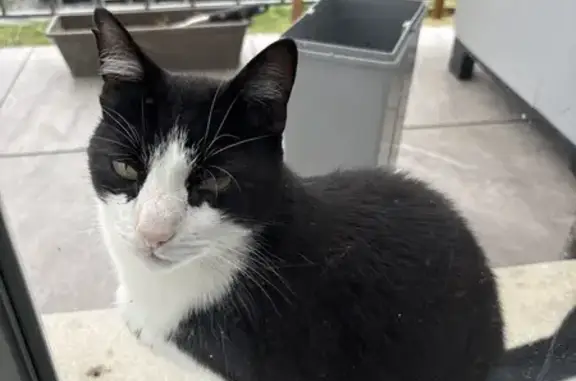 Chat trouvé Marlenheim, photo: Chat trouvée rue d'Anjou, Marlenheim