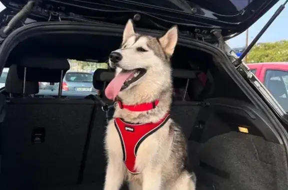 Husky Gris Perdida en Balerma, Andalucía