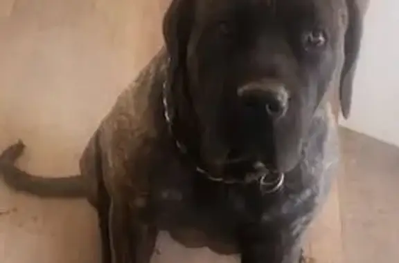 Lost Cane Corso X: Gentle 18-M...