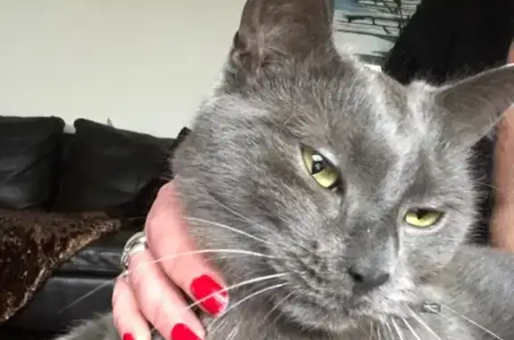 Chat perdu : Yoko, craintif, pucé, Tourcoing - photo