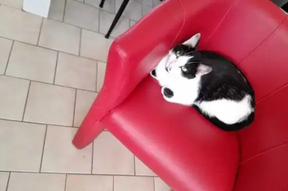 Animaux perdus Pussay, photo: Chat noir et blanc perdu à Pussay