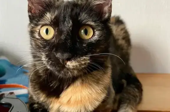Chat perdu, Grenoble, photo: Chatte écaille perdue à Grenoble