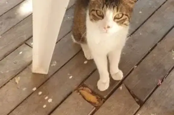 Animaux trouvés Tourves, photo: Chat mâle blanc et gris trouvé à Tourves