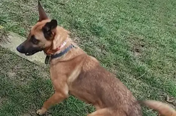 Chien perdu , photo : Chien perdu Malinois collier bleu Nivolas