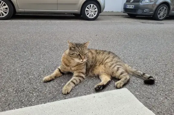 Chat trouvé Illkirch-Graffenstaden, photo: Chat trouvé Faubourg de la Paix, affectueux