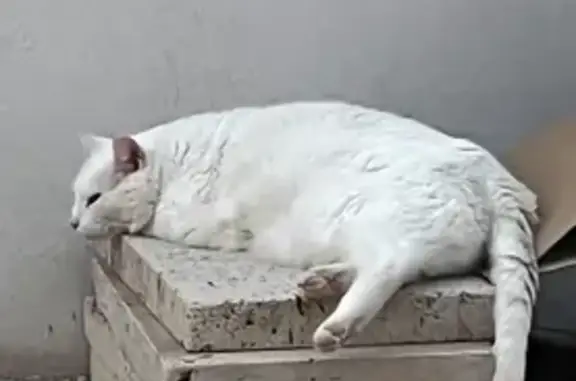 Chat perdu, Châteauneuf-du-Pape, photo: Chat blanc perdu à Châteauneuf-du-Pape