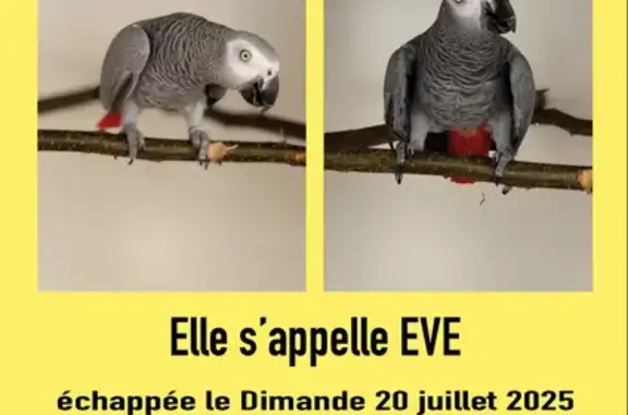 Animaux perdus Brécé, photo: Perdu : Jeune Gris du Gabon à Brécé