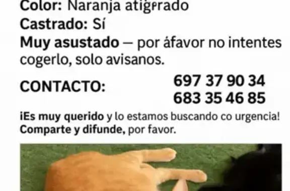 Gatos perdidos, Terrassa, foto: Gato Pelirrojo Perdido en Terrassa