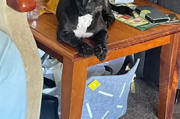 Help Find Whoopi: Missing Shih Tzu Alert