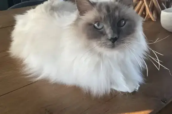 Animaux perdus Magny-Vernois, photo: Chatte Perdue 