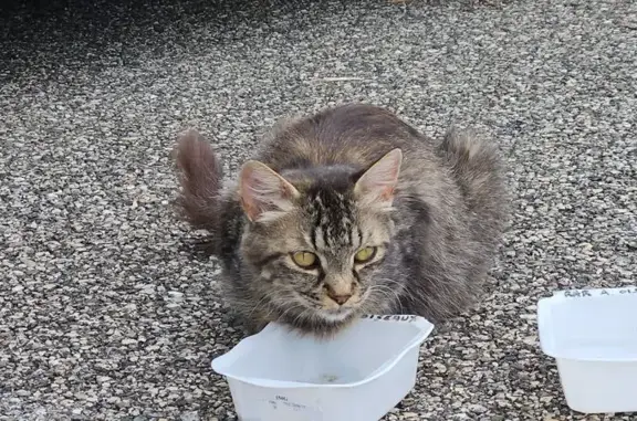 Animaux trouvés Villeneuve-de-Berg, photo: Chat tigré maigre voie de Rozettes