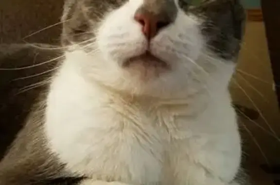 Lost Sweet Gray & White Cat in Mantua
