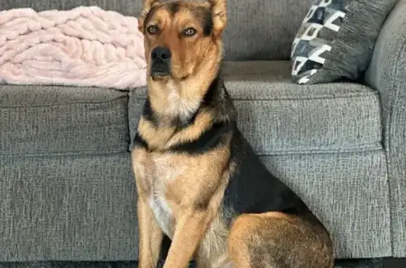 Missing dog Jemison, photo: Lost Dog Gryffin: Sweet, Shy, & Golden-Eyed