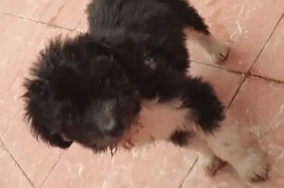 Perro Perdido en Loma Dorada, Aguascalientes