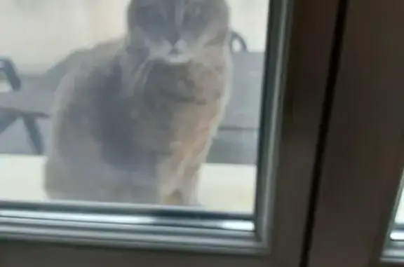 Chatte grise perdue, câline mais timide - photo