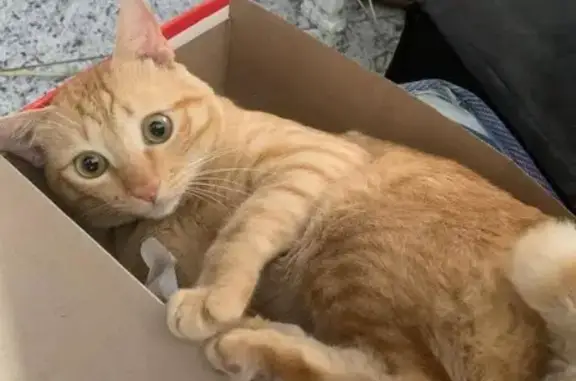 gato desaparecida