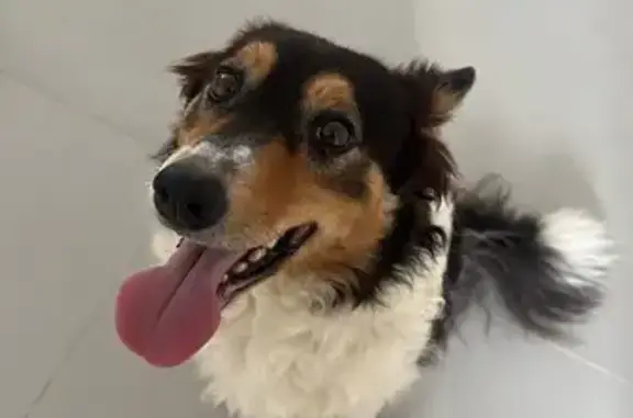 cachorro desaparecida