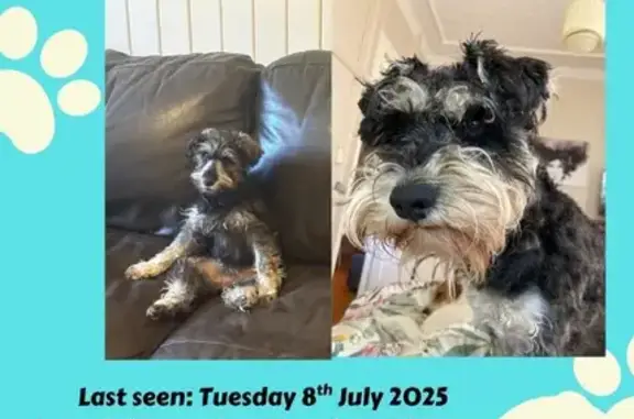 Lost Mini Schnauzers in Southe...