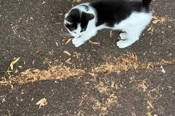 Chaton noir et blanc trouvé à Livry-Gargan - photo