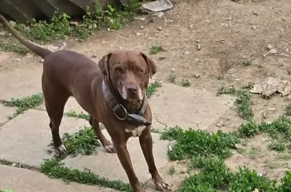 Lost Dog: Brown with White Patch, Columbus