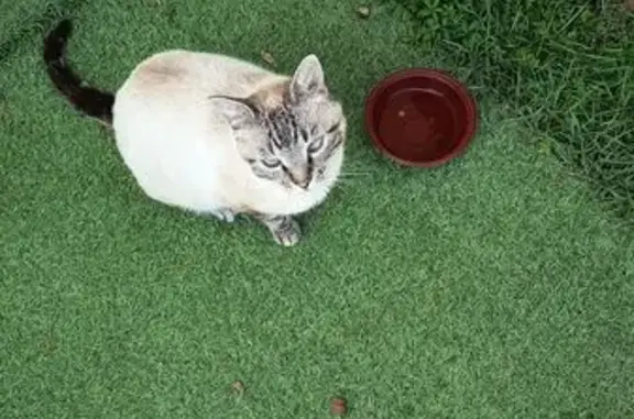 Chat retrouvé: joueur et installé à Malzéville - photo
