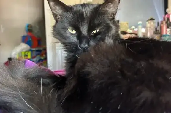 Lost: Shy Black Cat with Bent Tail