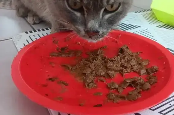 Animaux trouvés Sainte-Eulalie, photo: Chatte grise trouvée rue de la Caselle