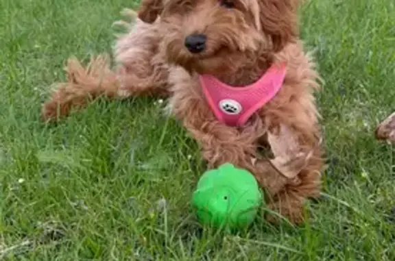 Lost Orange Poodle: Pink Harness, 34944