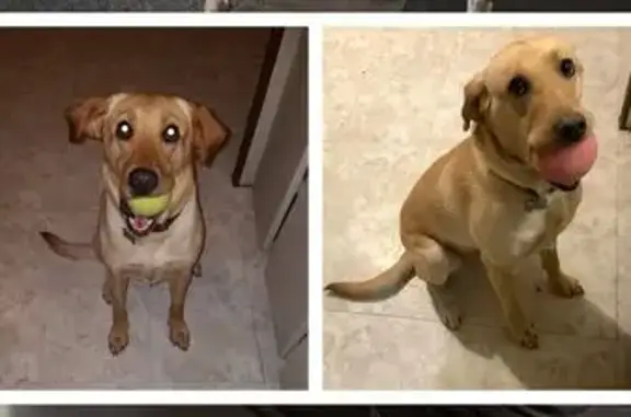 Lost Dogs: Yellow Lab & Red Nose Pitbull