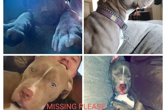 Lost Dogs: Red Nose Pitbull & Yellow Lab