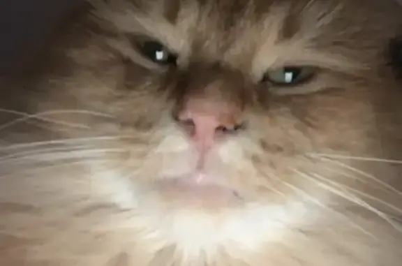 Missing: Fluffy Ginger Cat, Severn St.
