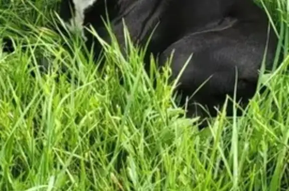 Found Pit Mix: Help Reunite Her!
