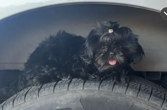 Lost Small Dog in South Raven, Mesa