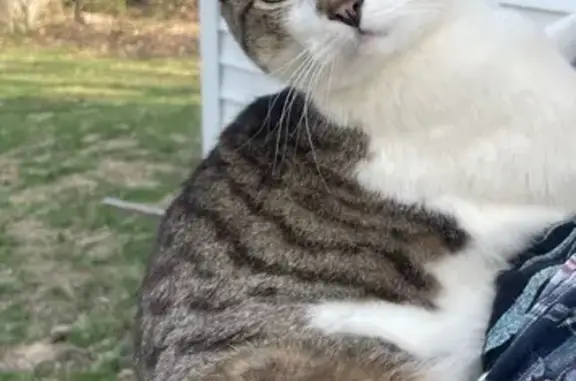 Lost Cat Tibby: Unique Tear Drop Nose