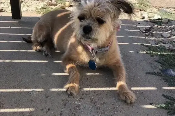 Missing Dogs After Guadalupe Flood
