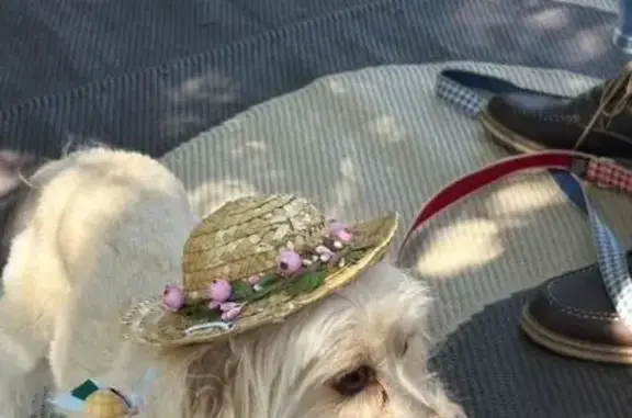 Help Find Lost Dogs Lucy & Rosie in TX