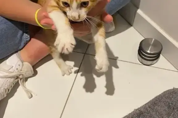 Chat trouvé Royan, photo: Chaton roux et blanc trouvé à la gare Royan