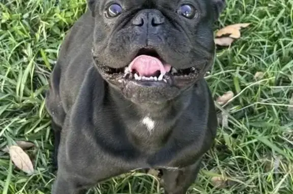 Lost French Bulldog in Kissimmee: Help!