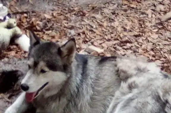 Lost Dog: Sweet Silver-Gray Pup in Jax