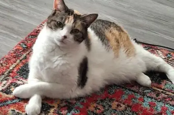 Lost Calico Cat with Limp in Warwick