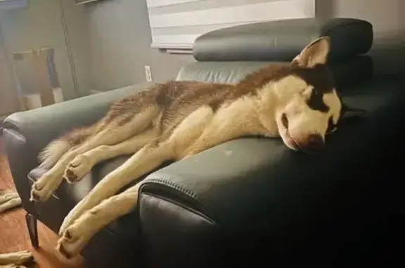 Missing dog Indianapolis, photo: Lost Dog: Blue-Eyed Brow in Indy
