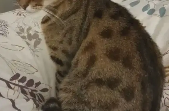 Animaux perdus Aucamville, photo: Chat perdu, méfiant, collier simple