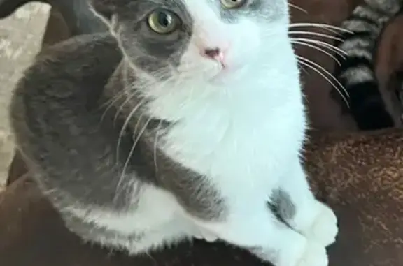 Lost pets Arlington Heights, photo: Lost Cat: Grey/White, Black Nose Spot