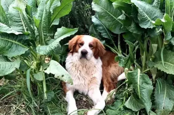Chien perdu Fuveau, photo : Chien roux et blanc perdu à Fuveau