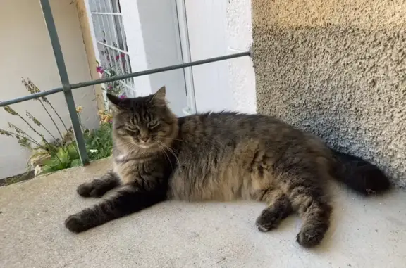 Chat perdu: Matou tabby Rue des Vergers - photo