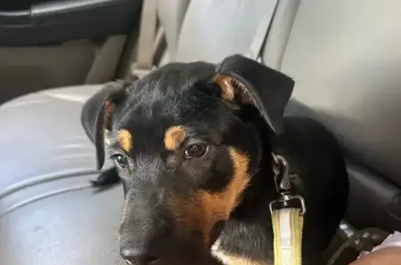 Found dog Springfield, photo: Found: Little Brown Puppy on N. Sherman Ave
