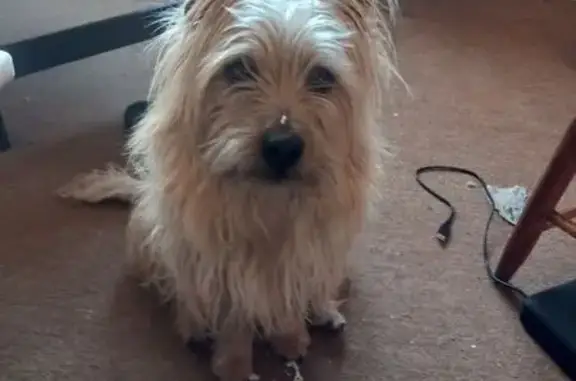 Lost Cairn Terrier: Help Find Wheaton!