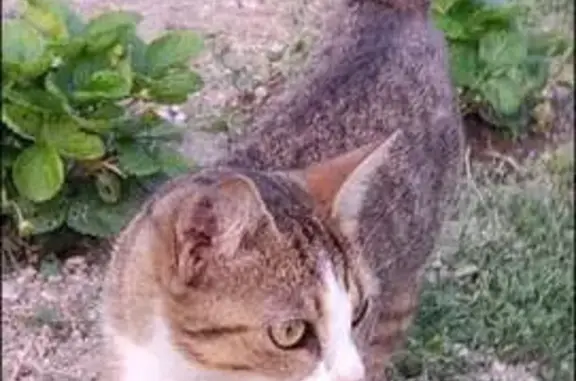 Chatte tigrée perdue à Saint-Parres - photo