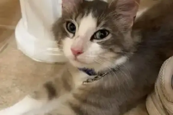 Found pets , photo: Found Cat: Grey with Blue Collar & Bell