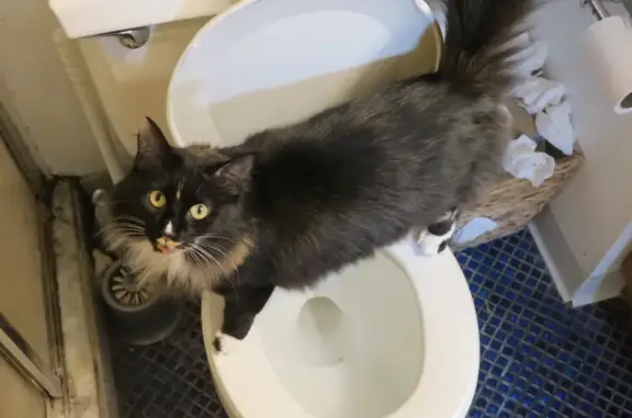 Lost Cat: Black & White, Yellow Eyes